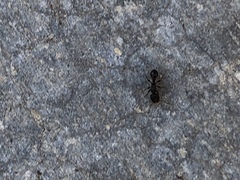 Tetramorium immigrans