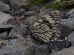 Melanargia occitanica