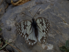 Melanargia occitanica