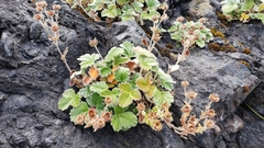 Potentilla villosa