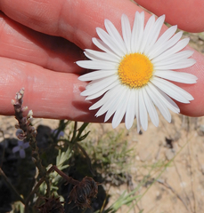 Aphanostephus riddellii