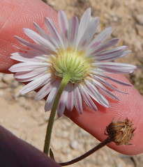 Aphanostephus riddellii