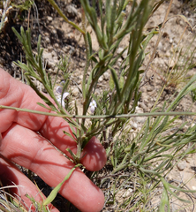 Aphanostephus riddellii