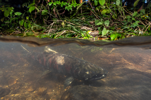 Cherry salmon (Oncorhynchus masou) — Salmonidae — 2
