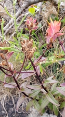 Castilleja miniata dixonii