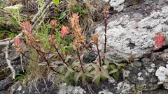 Castilleja miniata dixonii
