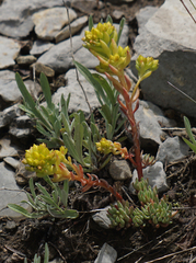 Sedum lanceolatum lanceolatum