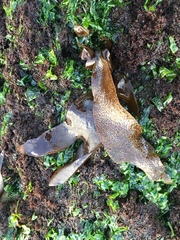 Mazzaella laminarioides