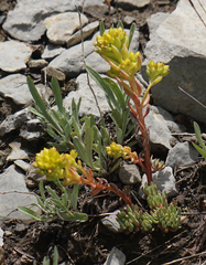 Sedum lanceolatum lanceolatum