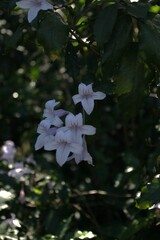 Mackaya bella, photograph author not stated, no rights reserved