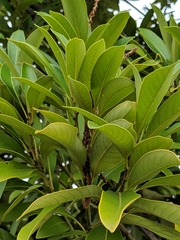 Lithocarpus edulis