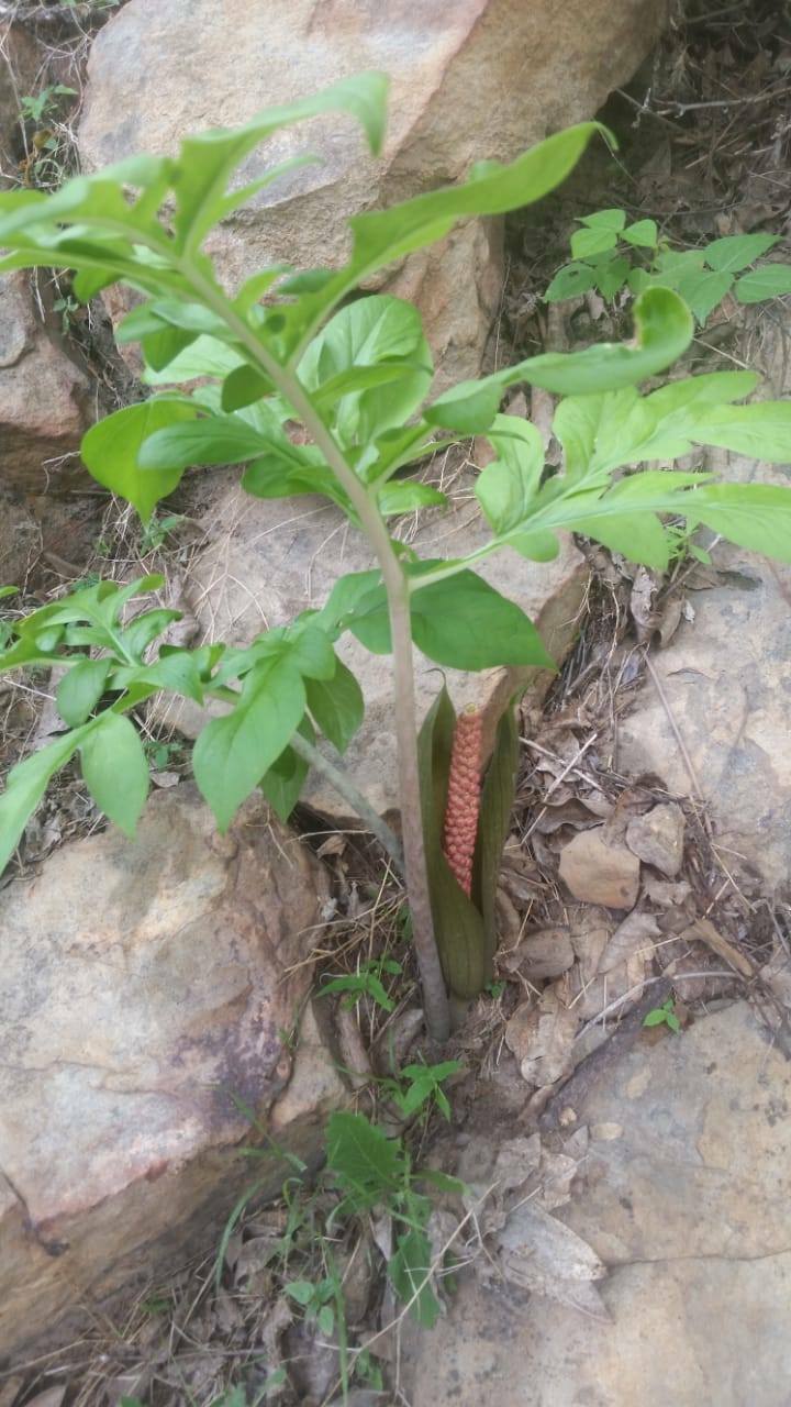 Taccarum ulei