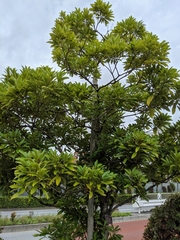 Lithocarpus edulis