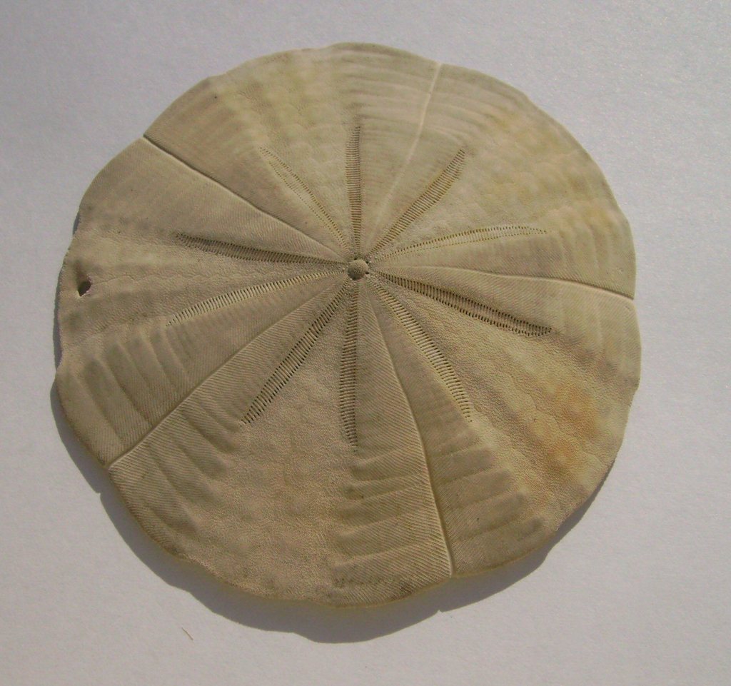 Arachnoidinae