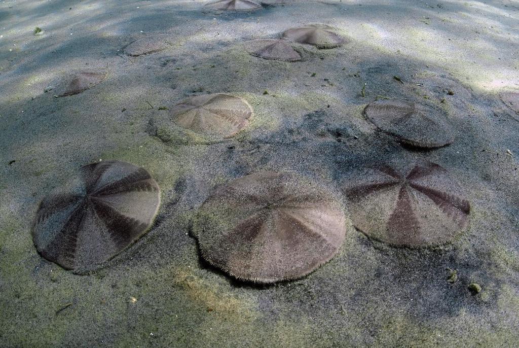 Cake Urchin