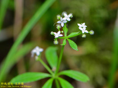 Galium echinocarpum