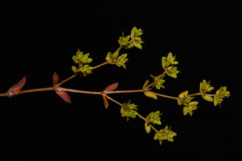 Image of Paronychia herniarioides by (c) Brian Finzel, some rights reserved (CC BY-SA)
