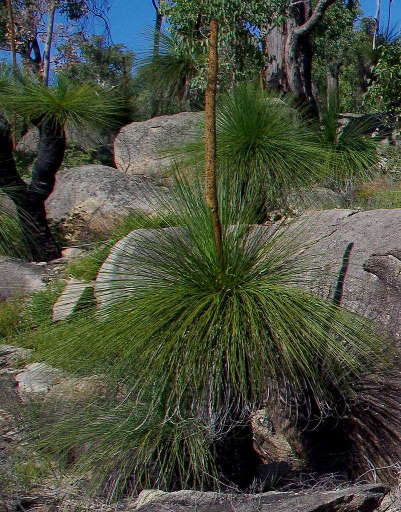 Xanthorrhoea preissii Endl.