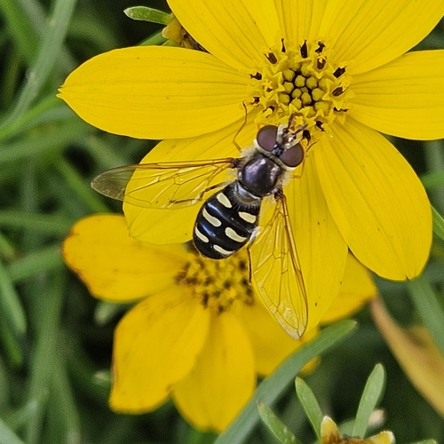 Bare-winged Aphideater photo 4