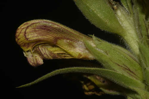 Image of Pedicularis procera by (c) Brian Finzel, some rights reserved (CC BY-SA)