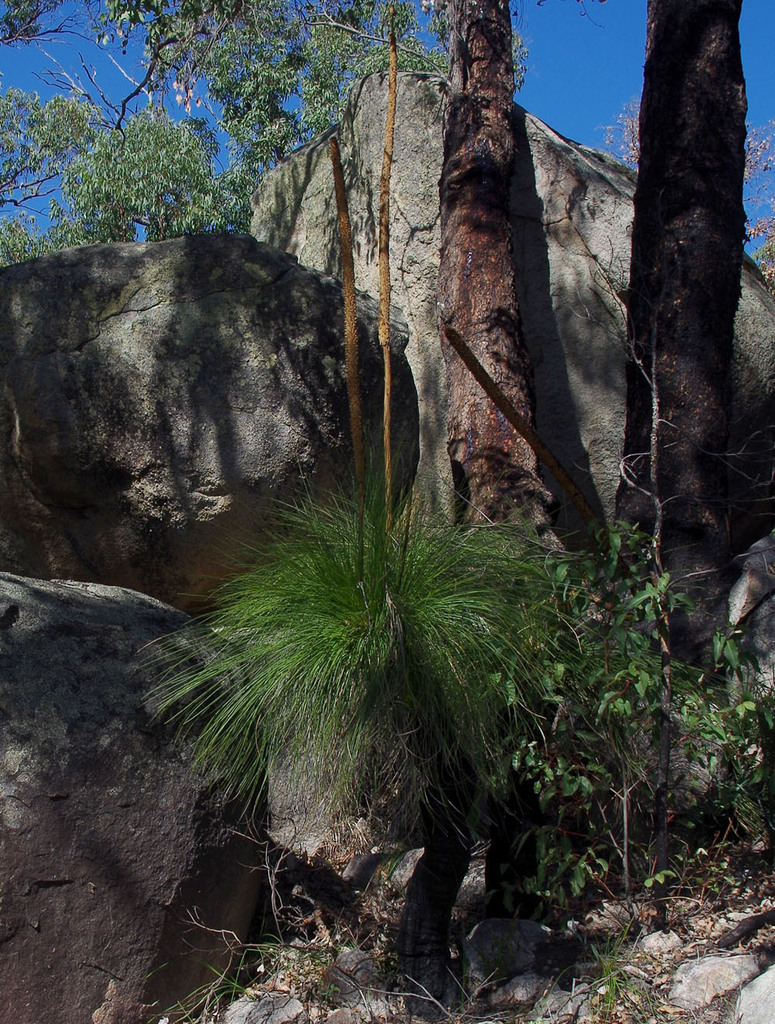 Xanthorrhoea preissii Endl. 2