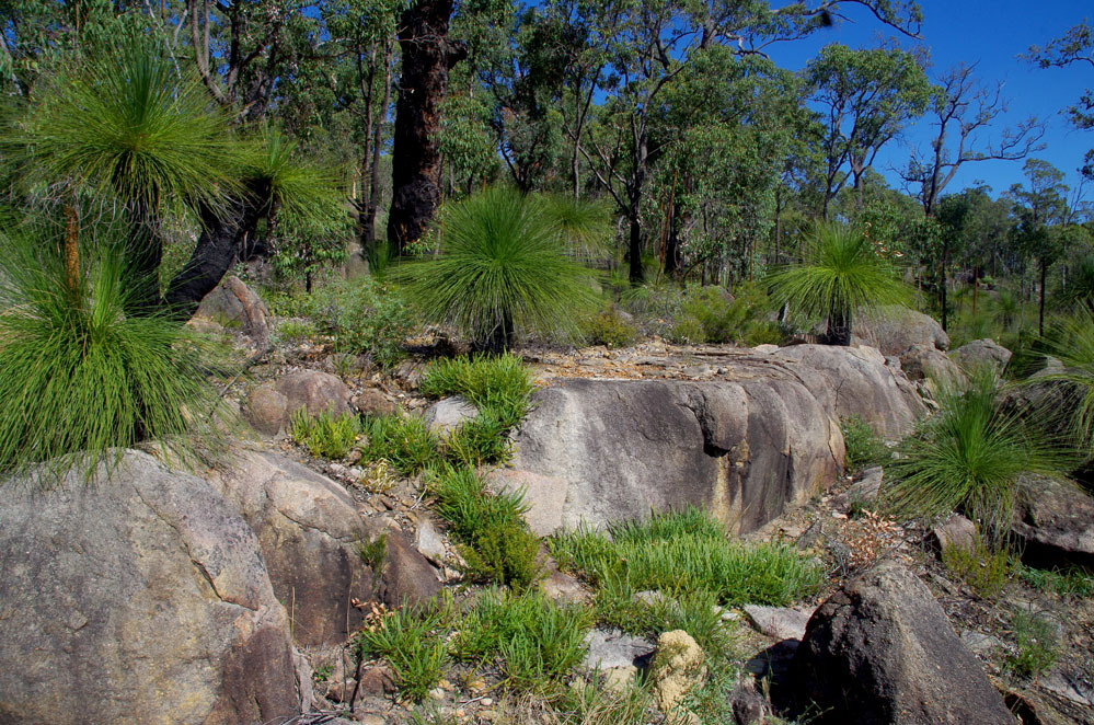 Xanthorrhoea preissii Endl. 3