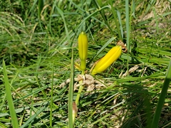 Hemerocallis lilioasphodelus