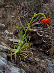 Lilium pomponium