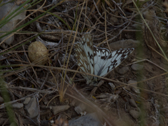 Melanargia occitanica