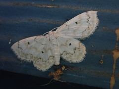 Idaea obfusaria