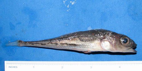 Bigeye sculpin (Triglops nybelini) — Cottidae