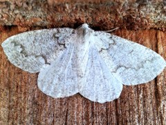 Sabulodes packardata