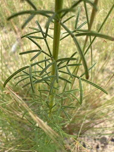 Image of Dalea pinnata by no rights reserved
