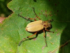 Macrodactylus subspinosus