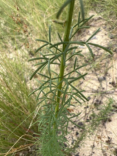 Image of Dalea pinnata by no rights reserved