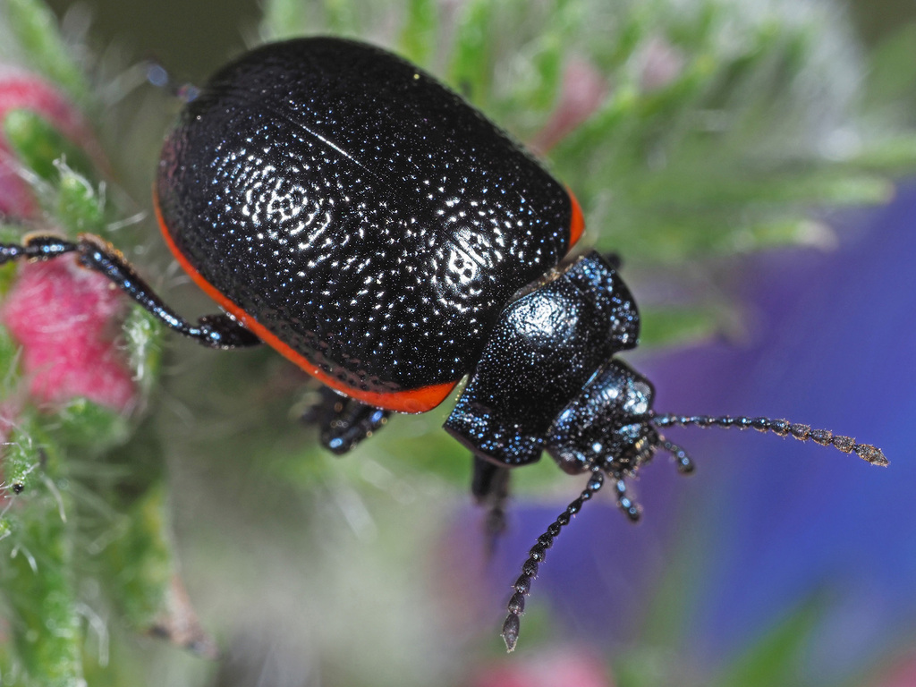 Chrysolina kuesteri