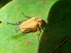 Macrodactylus subspinosus