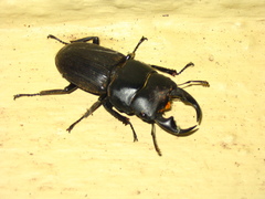 Dorcus ritsemae volscens