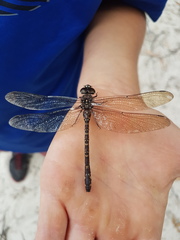 Austroaeschna multipunctata