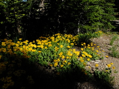 Arnica nevadensis
