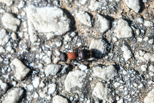 Ronisia barbara