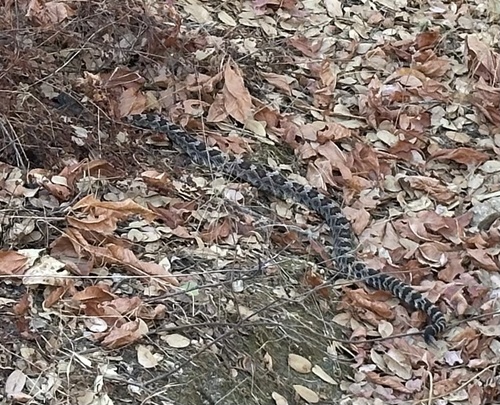 iNaturalist observation photo of Northern Pacific Rattlesnake