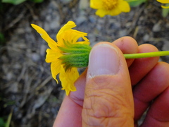 Arnica nevadensis