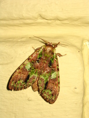 Oxoia viridipicta