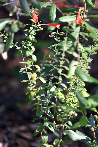 Image of Clinopodium coccineum by (c) Amber M. King, some rights reserved (CC BY)