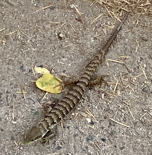 iNaturalist observation photo of Southern Alligator Lizard