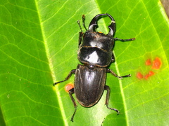 Dorcus ritsemae volscens