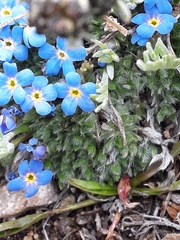 Eritrichium argenteum