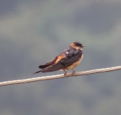African Red-rumped Swallow (Cecropis melanocrissus), photo 10