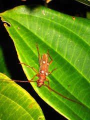 Eburiomorpha guttata